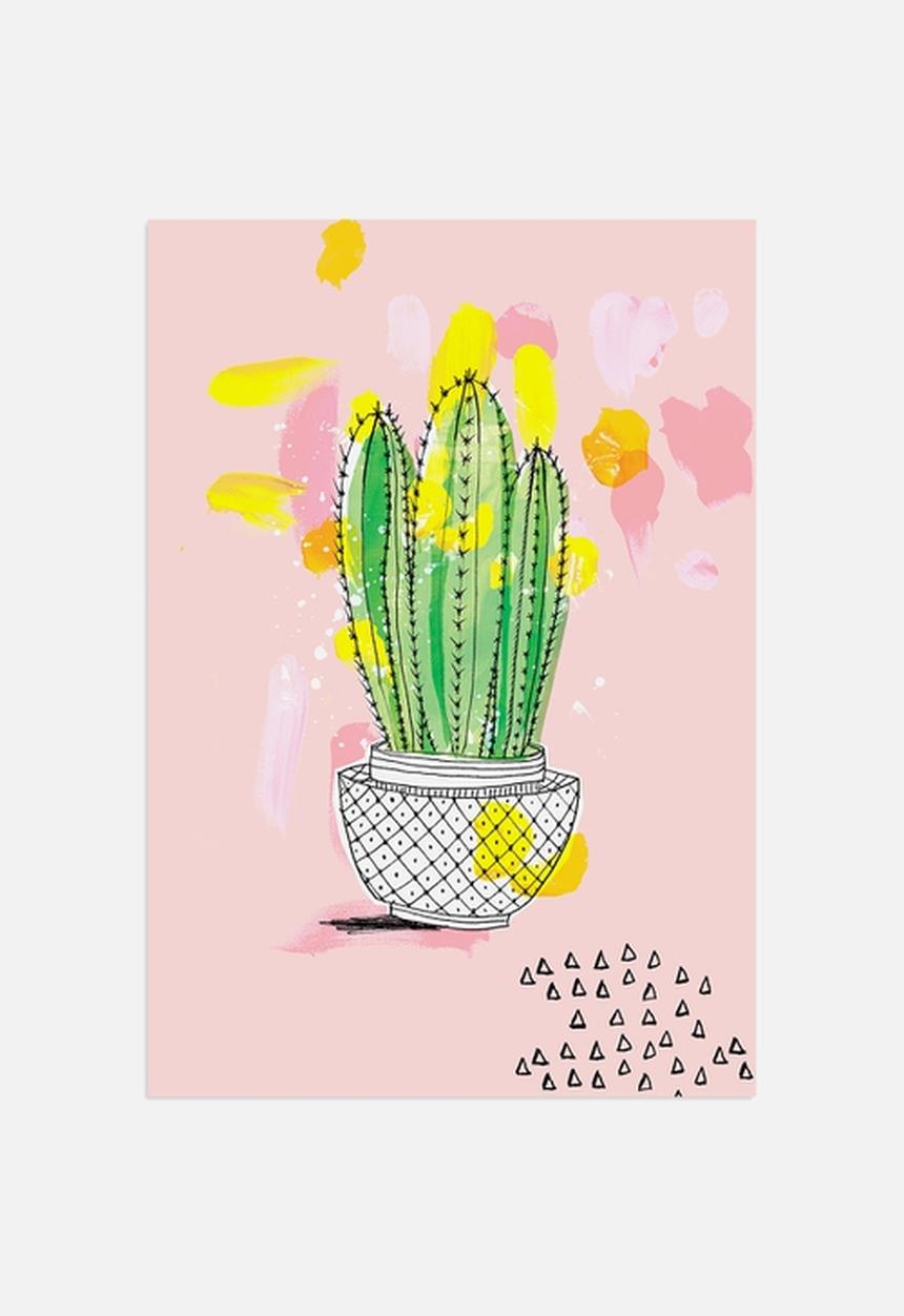 Sweet William - My Favourite Cactus