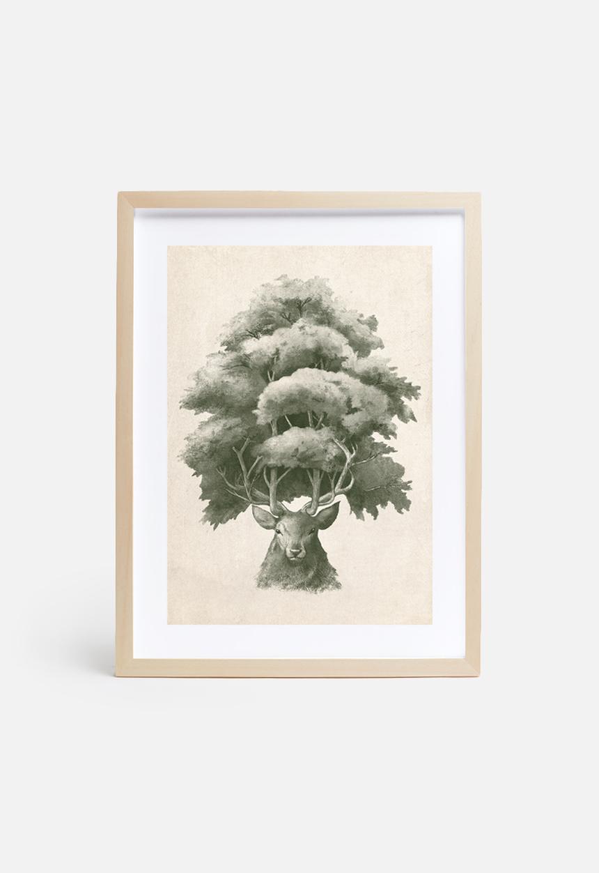 Terry Fan - Old Growth
