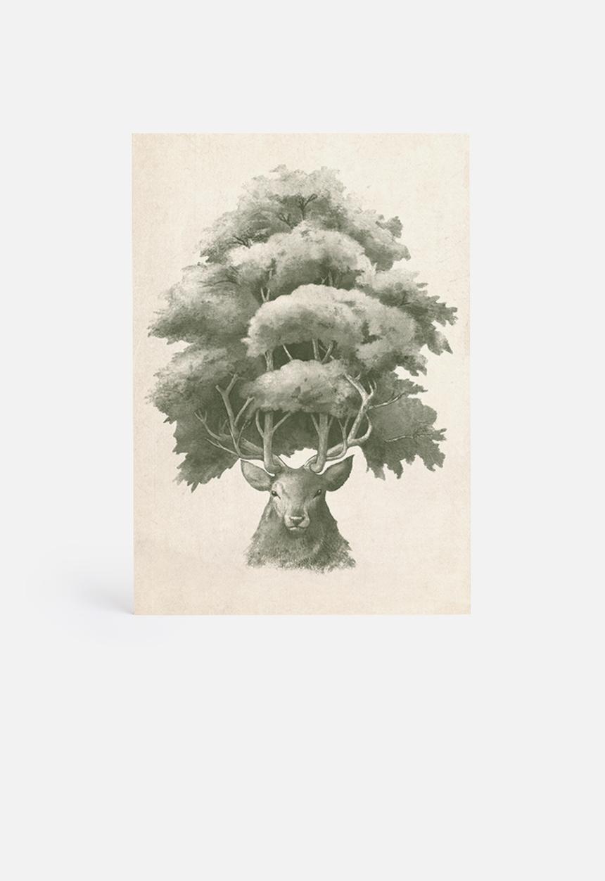 Terry Fan - Old Growth