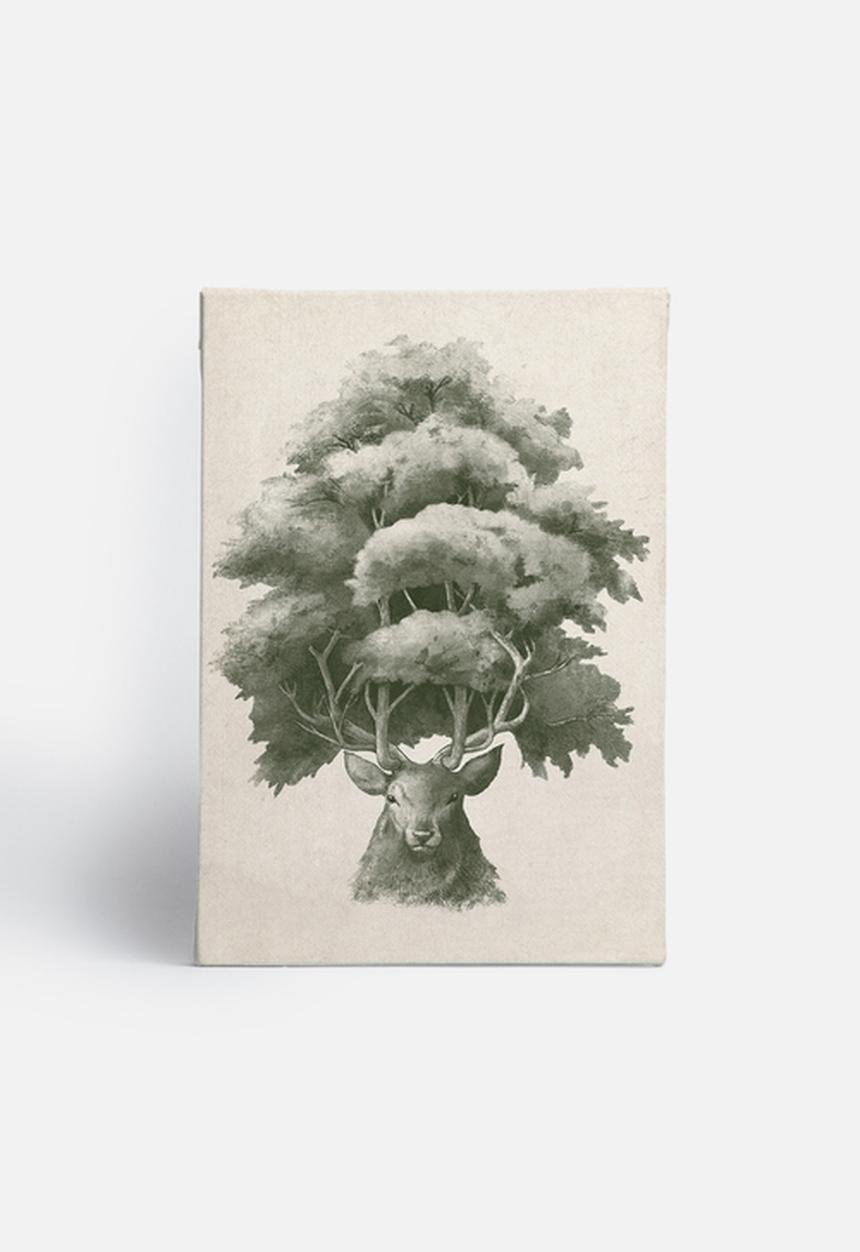 Terry Fan - Old Growth