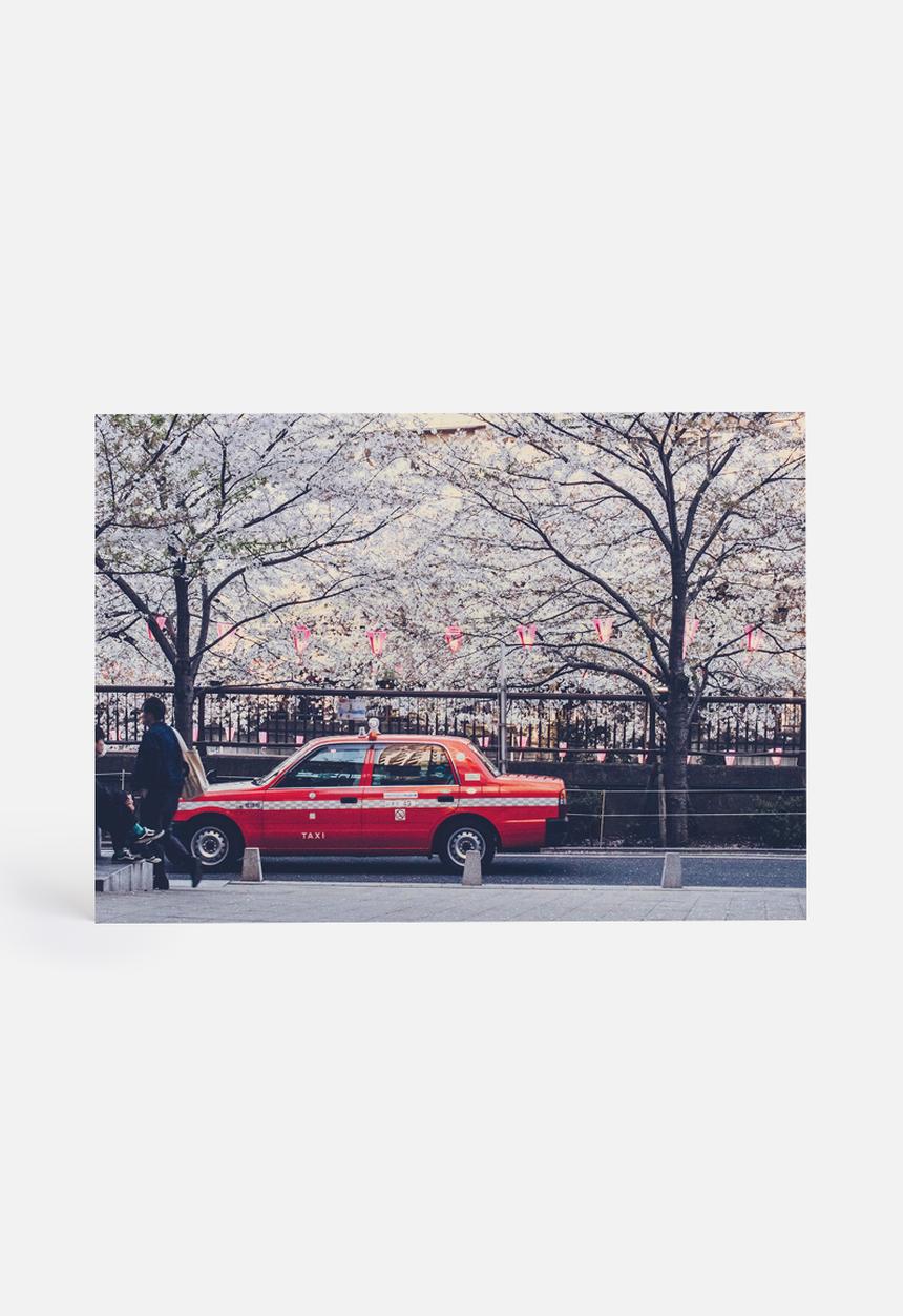 Dale Anne Scogings - Hanami