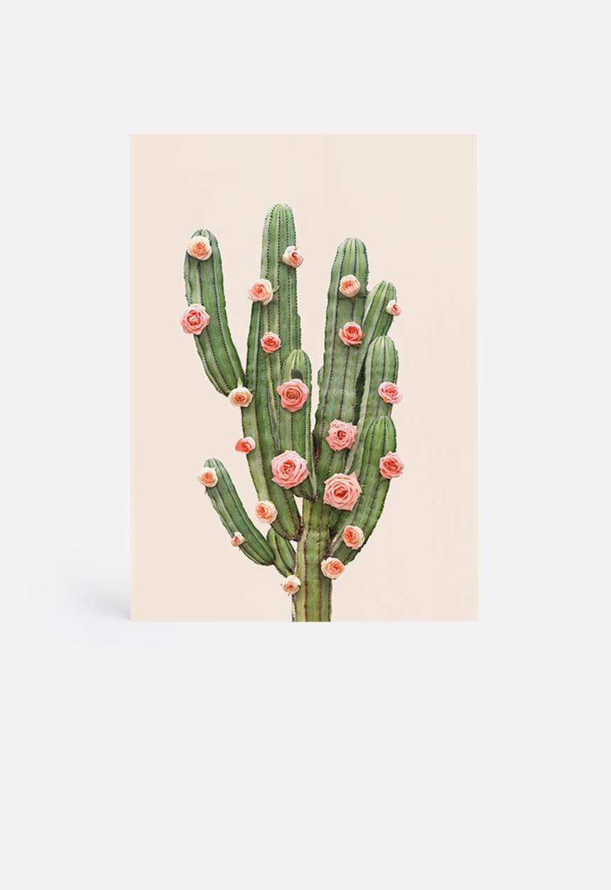 Paul Fuentes - Cactus and roses