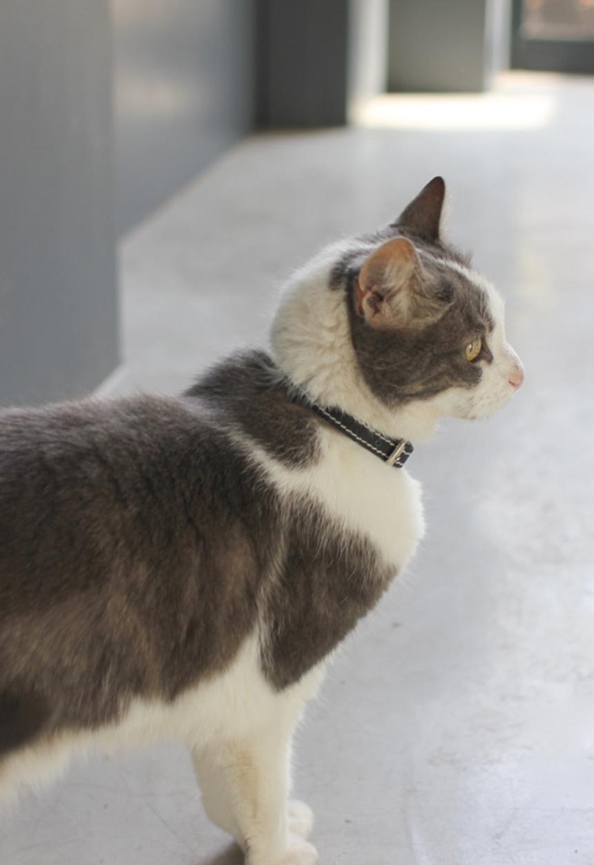 Benji & Moon - Leather cat collar - natural/black