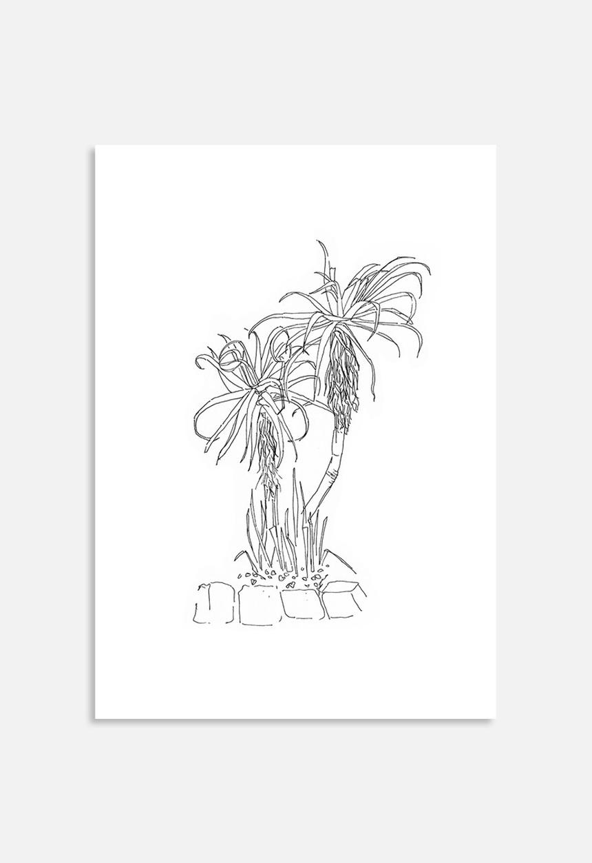Jo & Elizabeth - Twin aloes