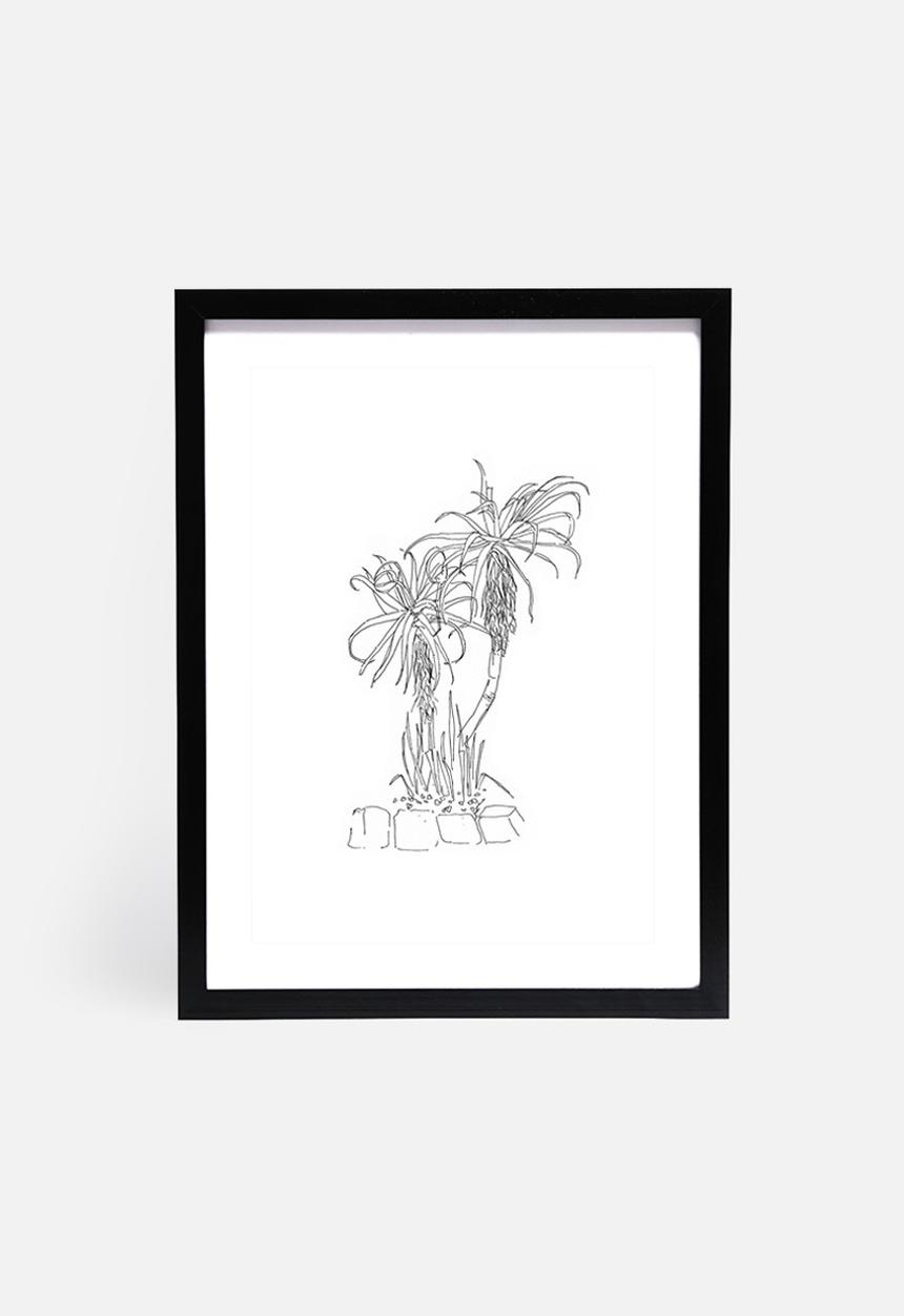 Jo & Elizabeth - Twin aloes
