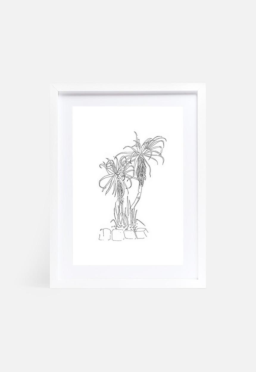 Jo & Elizabeth - Twin aloes