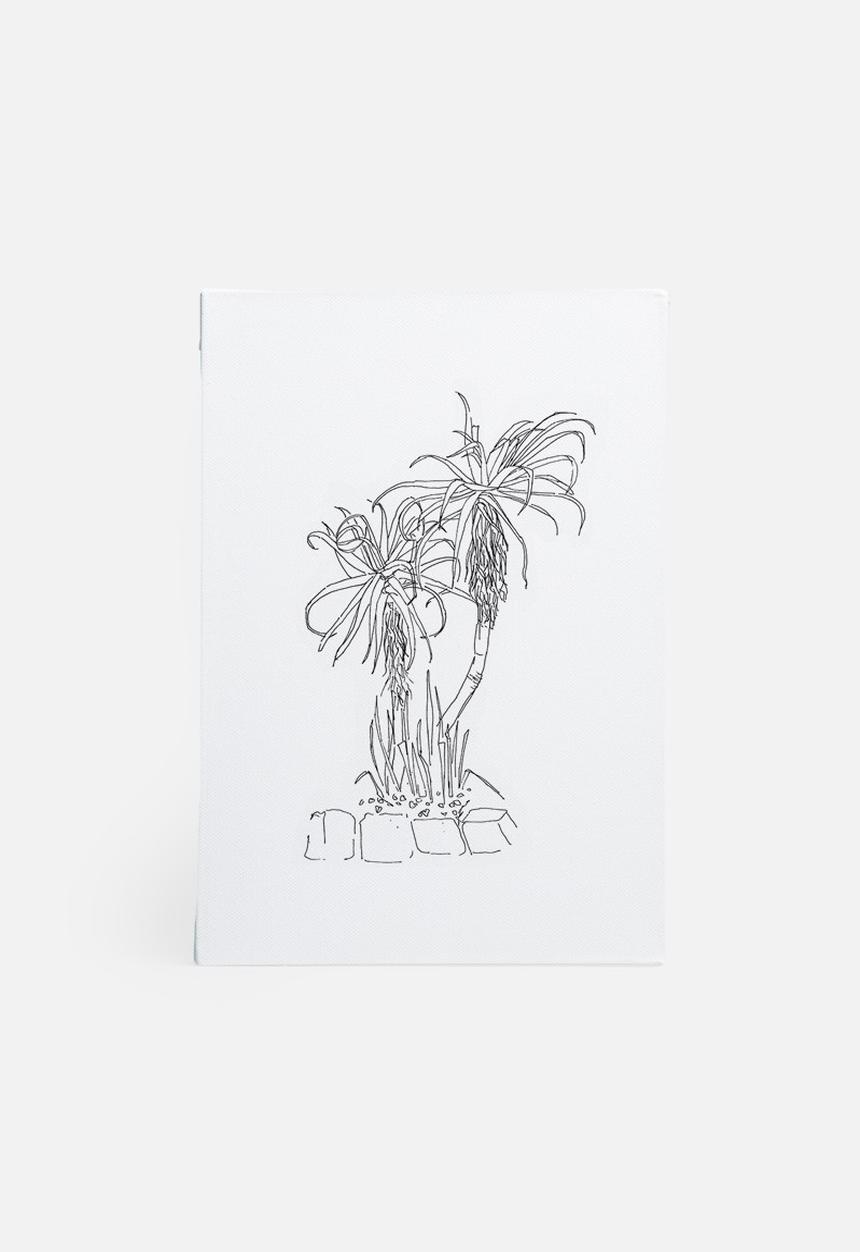 Jo & Elizabeth - Twin aloes