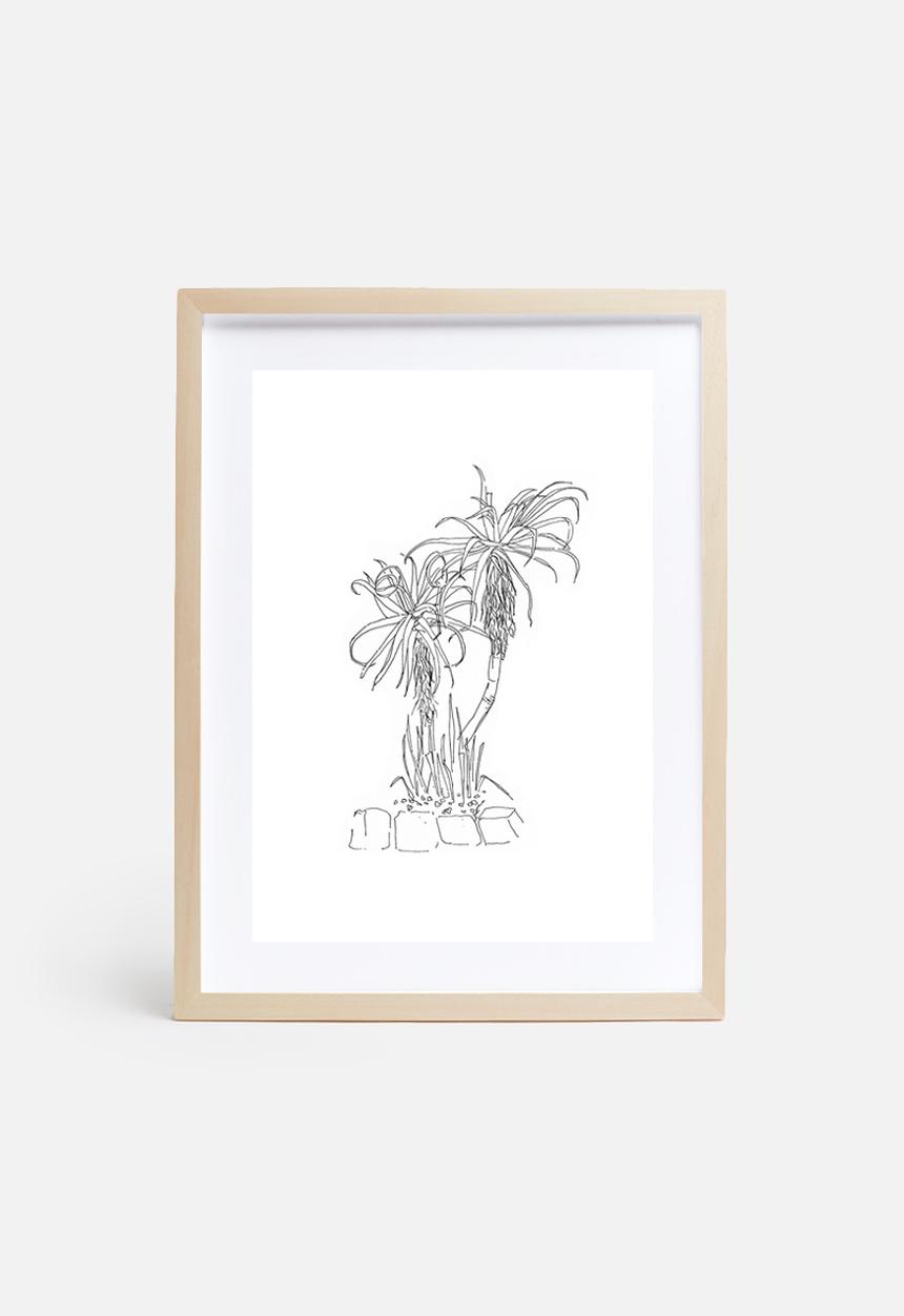 Jo & Elizabeth - Twin aloes