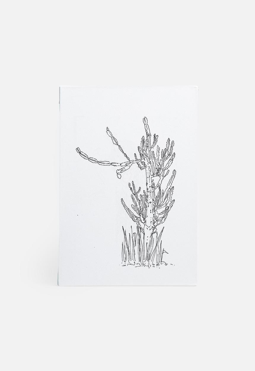 Jo & Elizabeth - The cactus