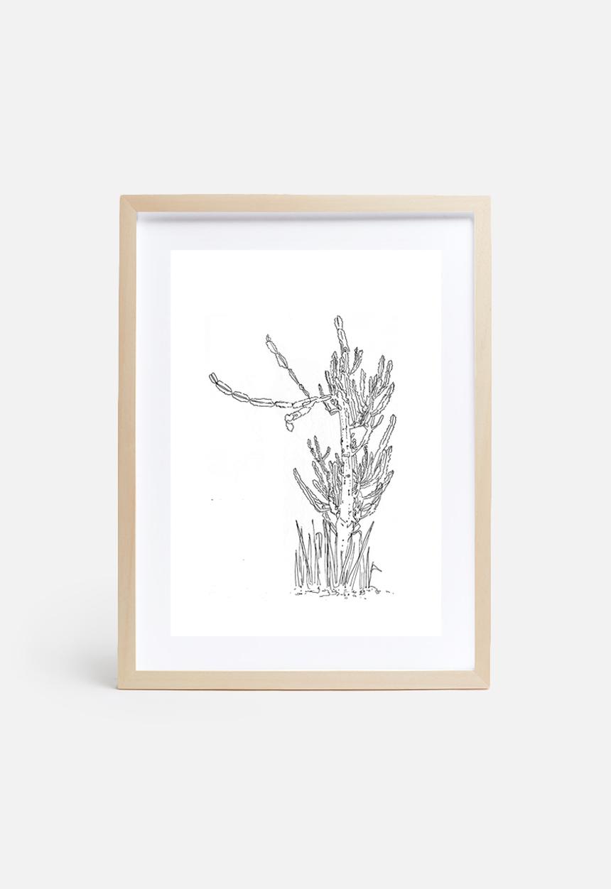 Jo & Elizabeth - The cactus