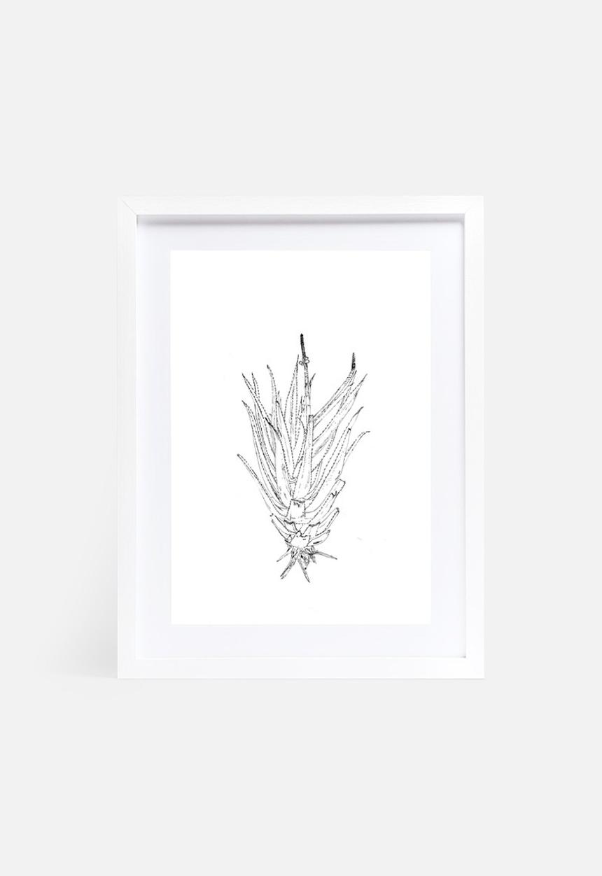 Jo & Elizabeth - Flowering aloe