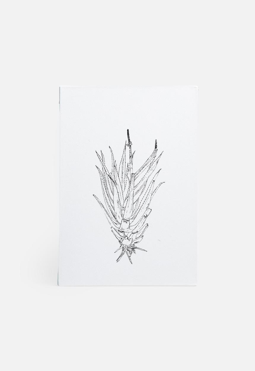 Jo & Elizabeth - Flowering aloe