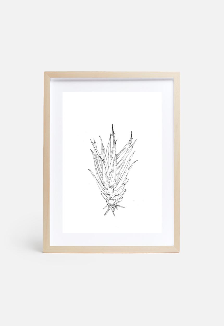 Jo & Elizabeth - Flowering aloe