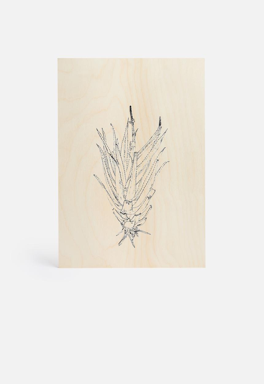 Jo & Elizabeth - Flowering aloe
