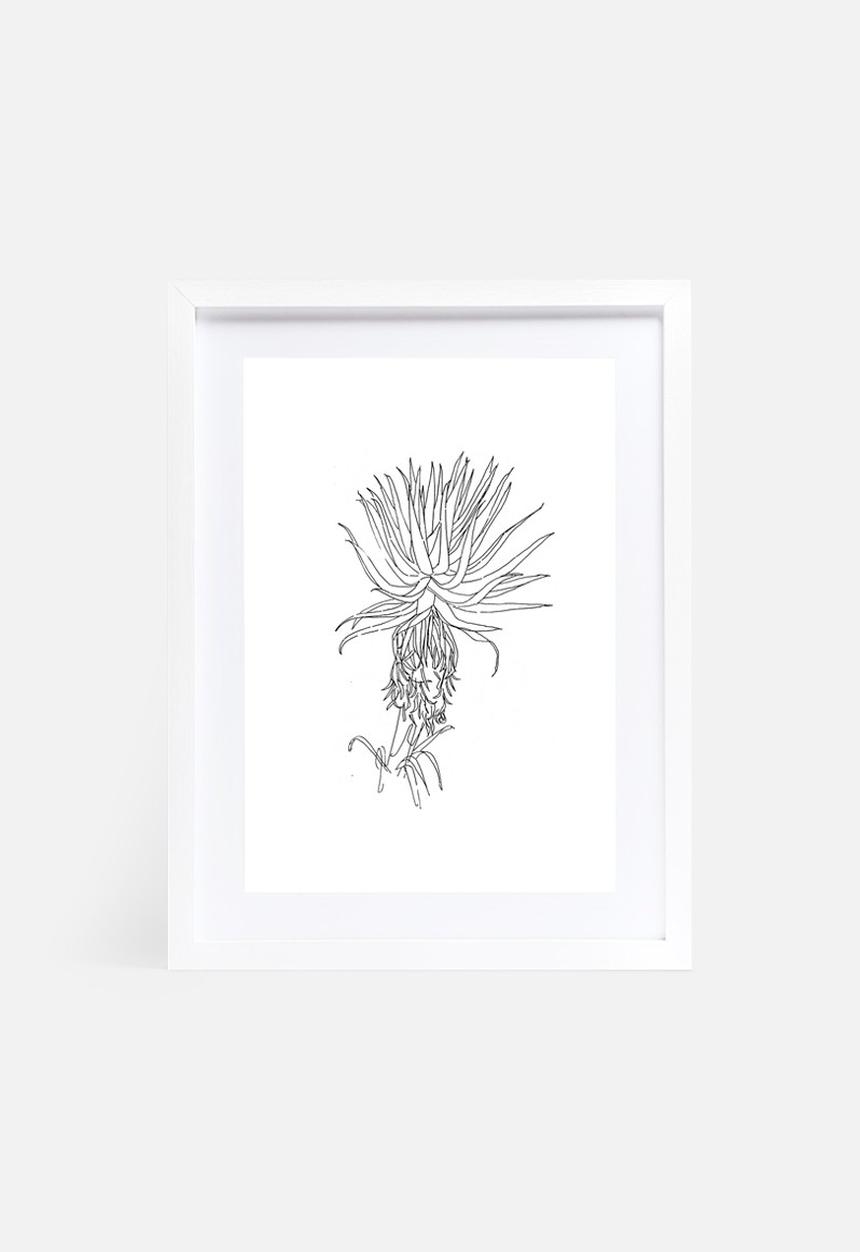 Jo & Elizabeth - Aloe vera