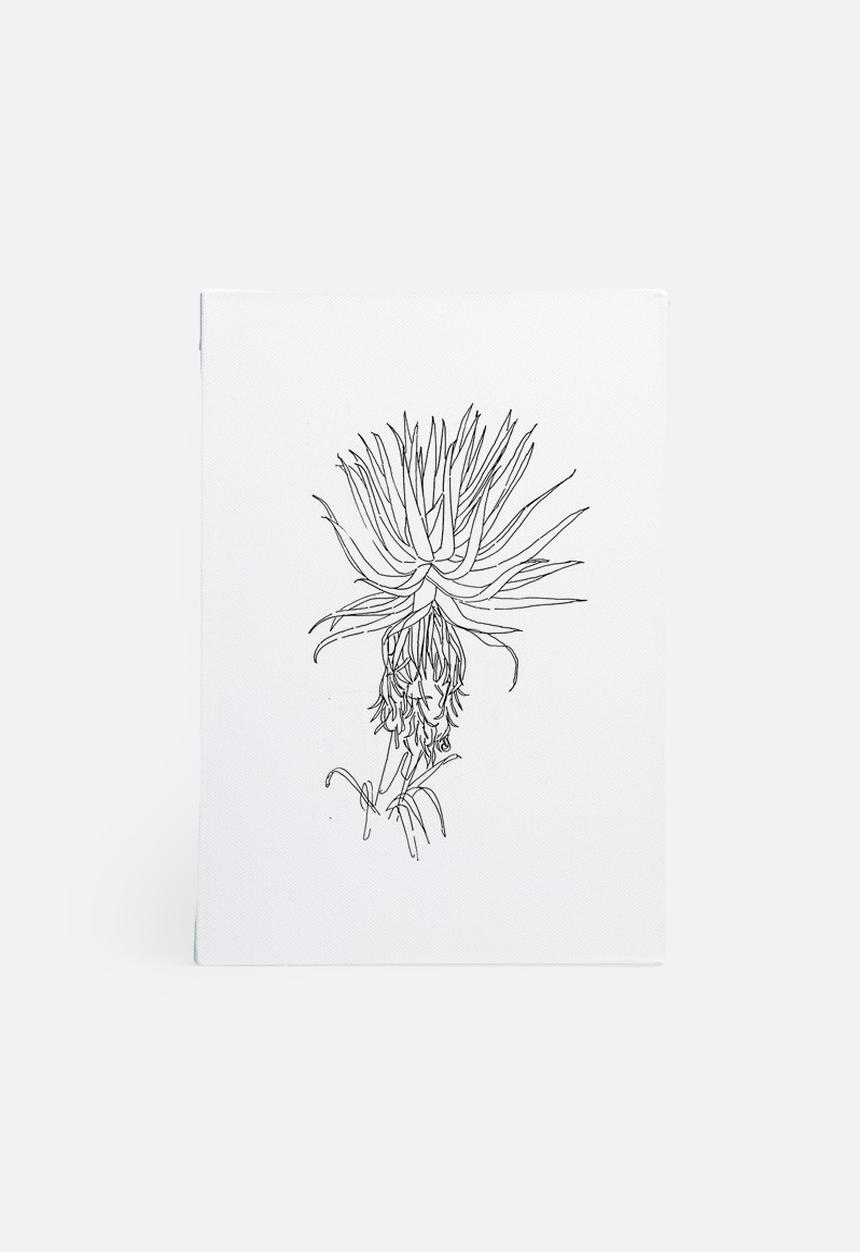 Jo & Elizabeth - Aloe vera