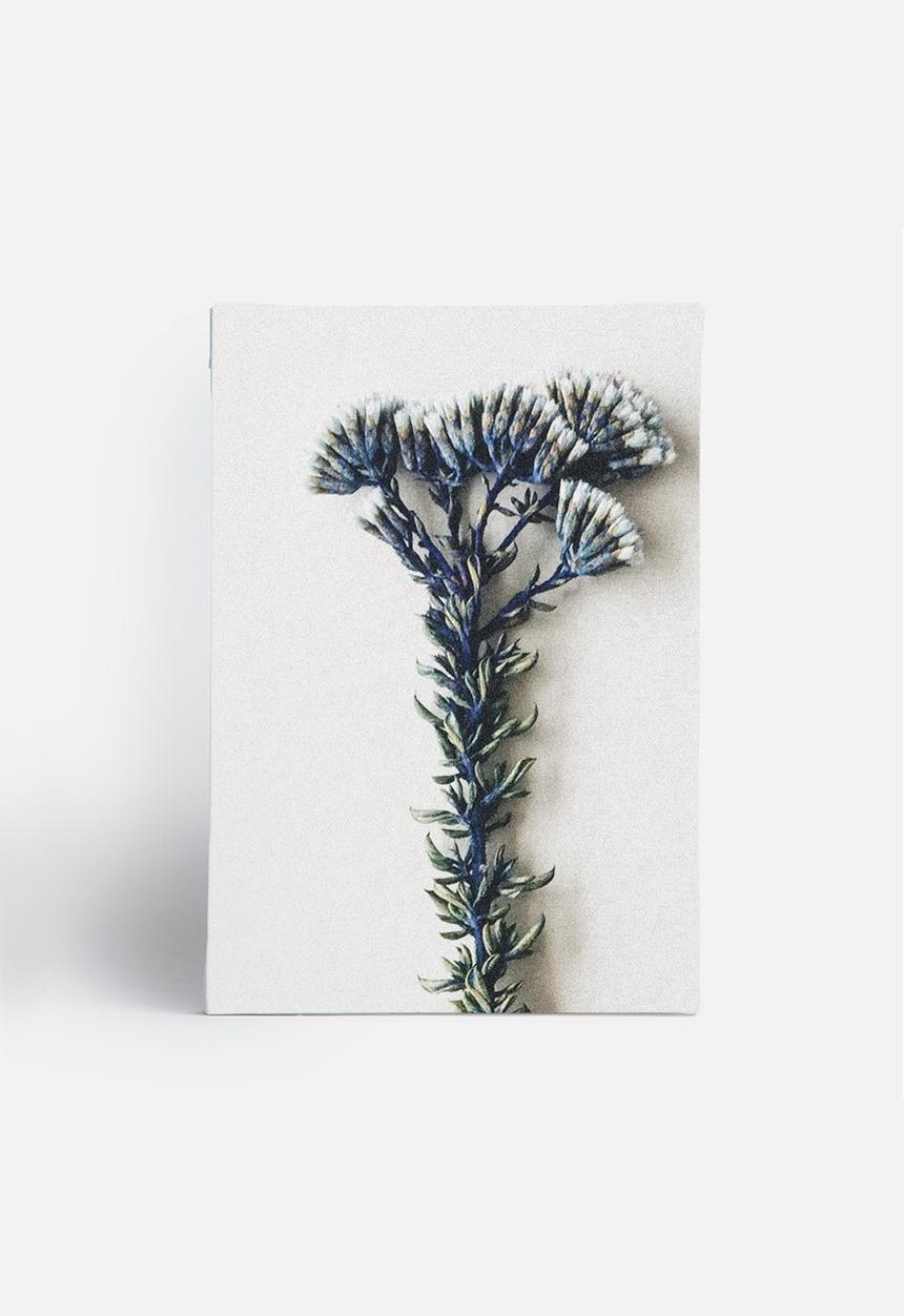 Sixth Floor - Fynbos 3