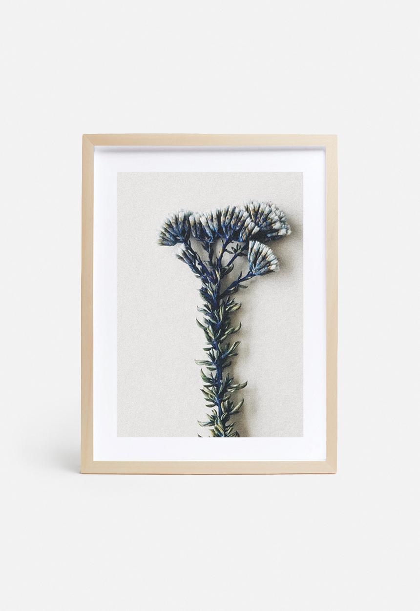 Sixth Floor - Fynbos 3