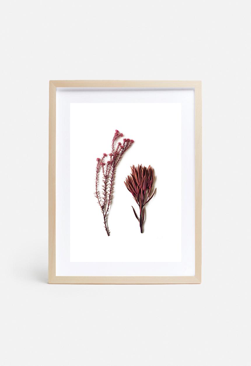 Sixth Floor - Fynbos 1