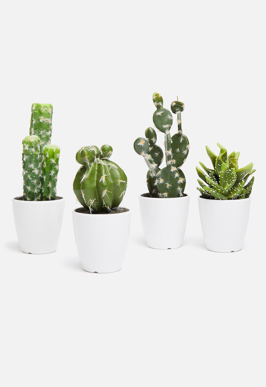 H&S - Prickly pear mini potted cactus