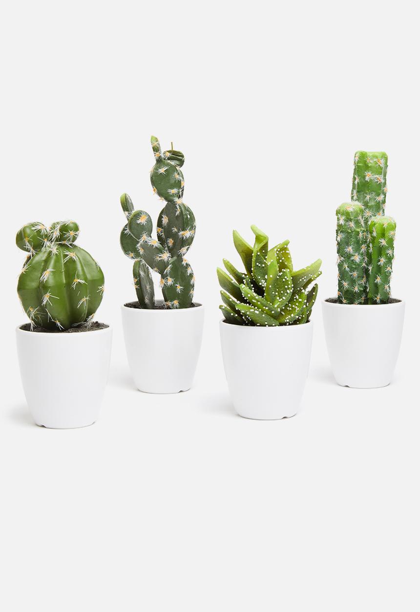 H&S - Echino mini potted cactus 