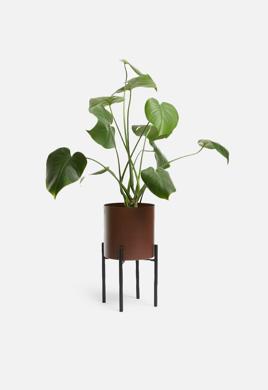 Sixth Floor - Table planter - maroon & black