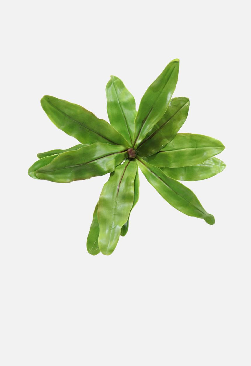 Silk By Design - Bird's nest fern plant - small - green