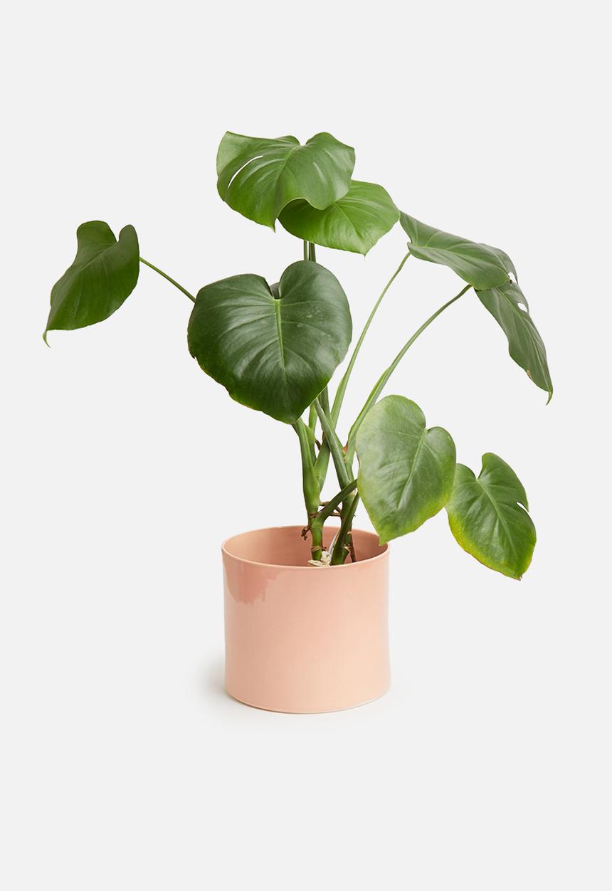 Urchin Art - Cora planter - glazed pink