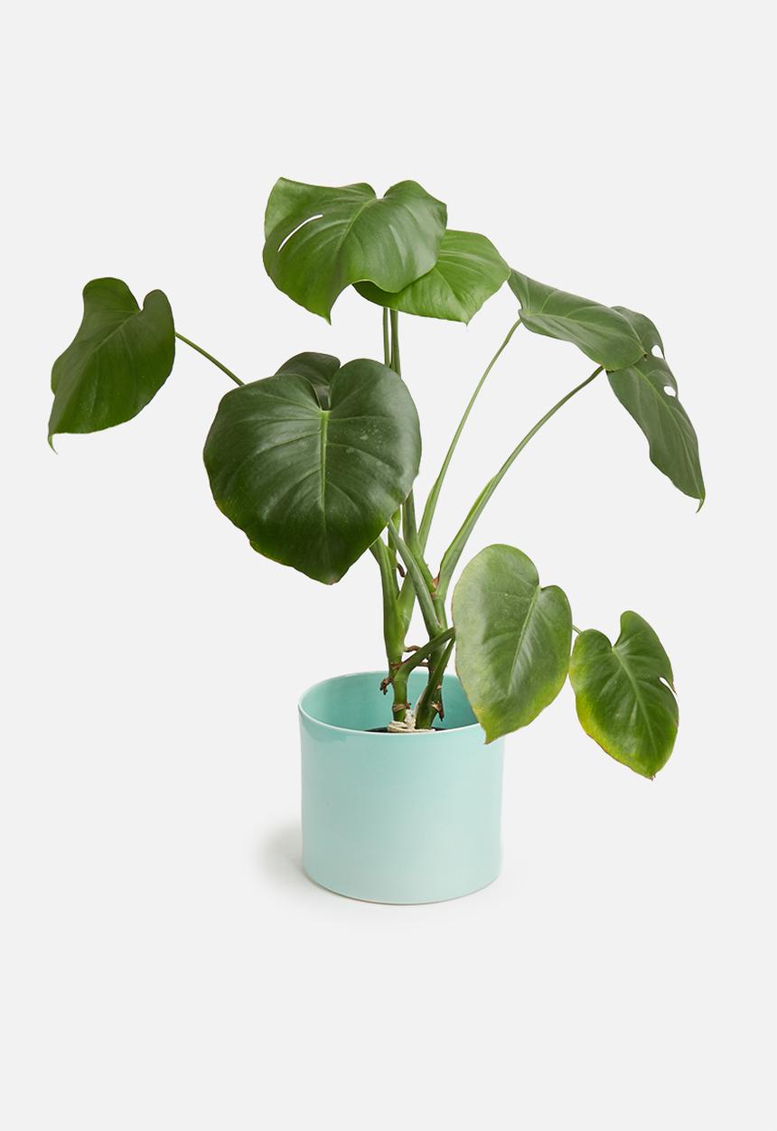 Urchin Art - Cora planter - glazed sky blue
