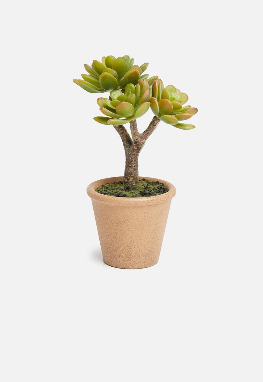 Silk By Design - Small agave arrangement