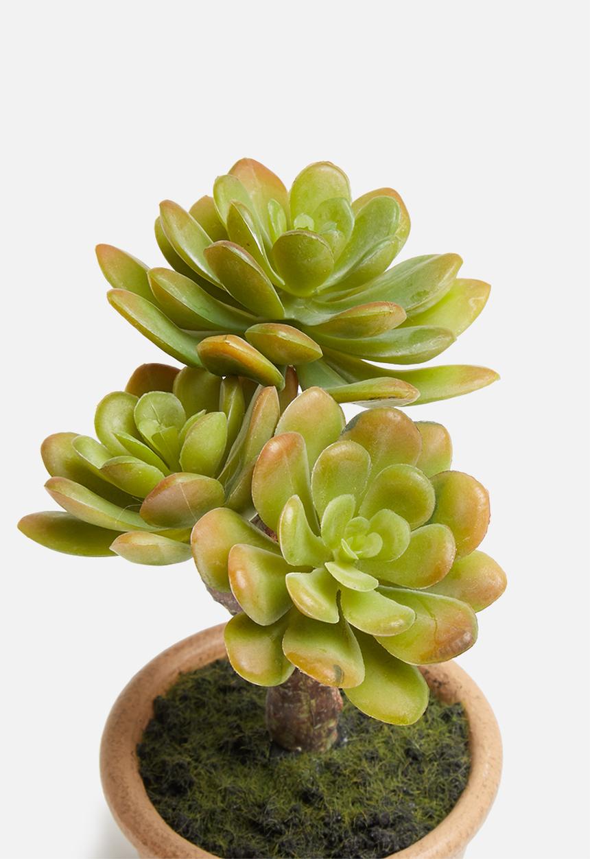 Silk By Design - Small agave arrangement