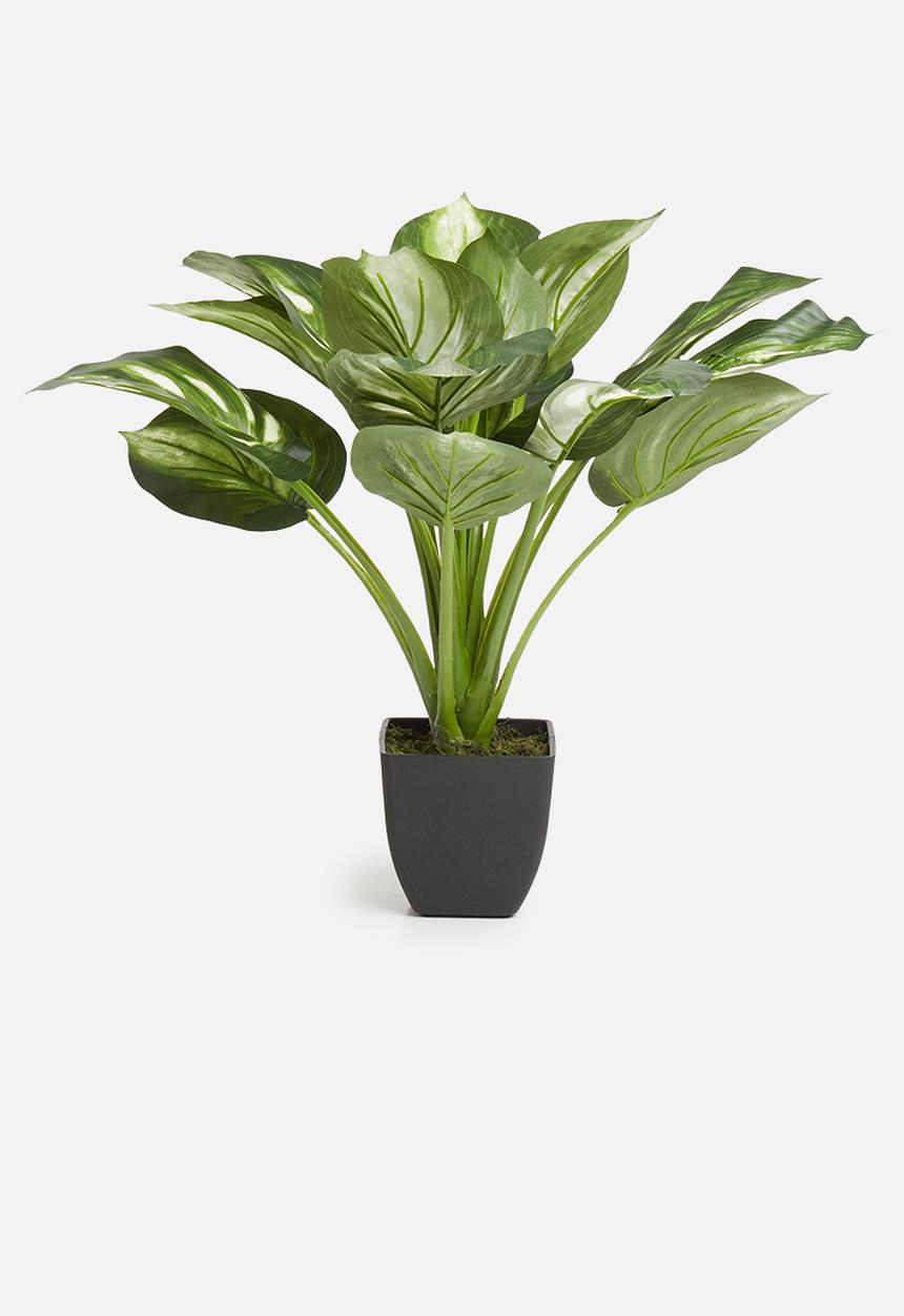Silk By Design - Potted variegated hosta plant