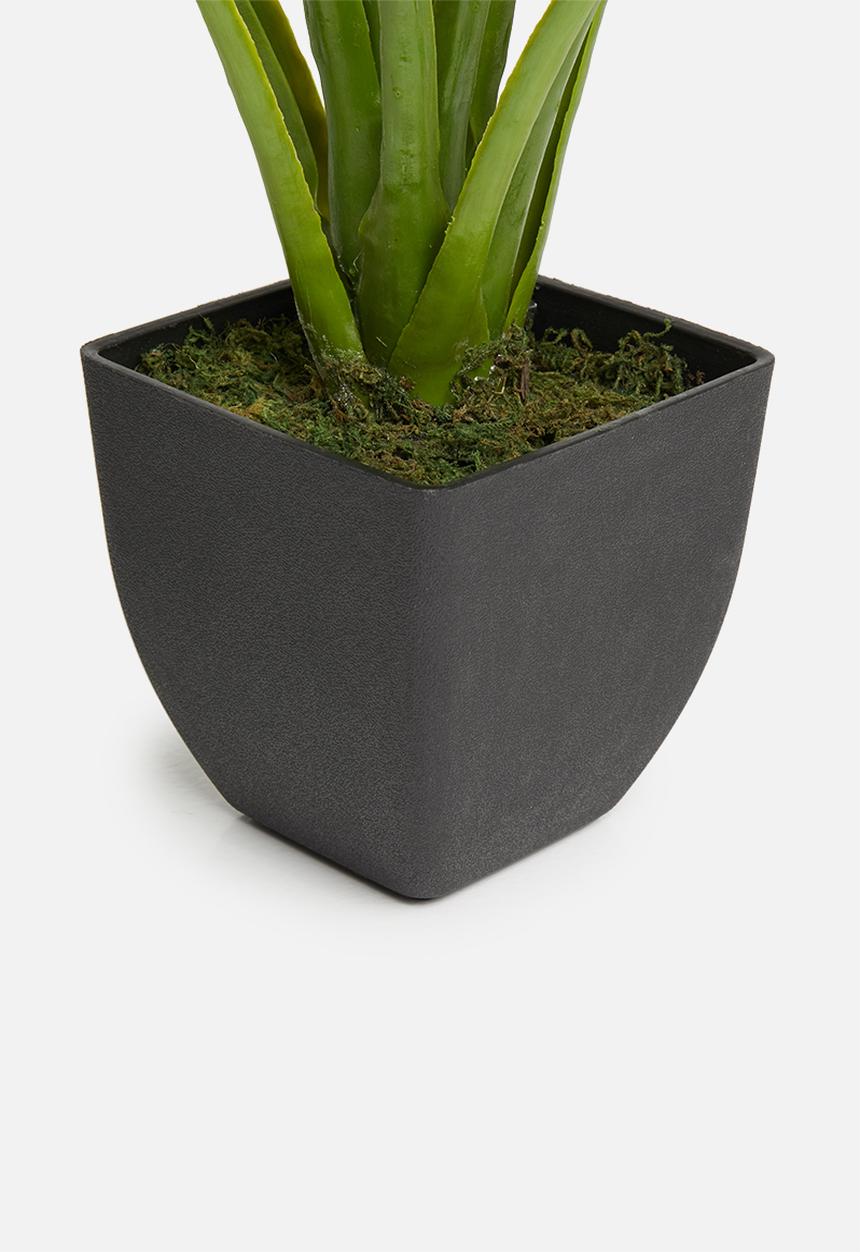 Silk By Design - Potted variegated hosta plant