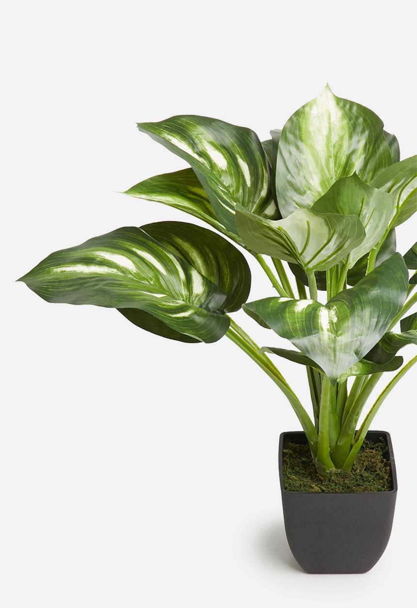 Silk By Design - Potted variegated hosta plant