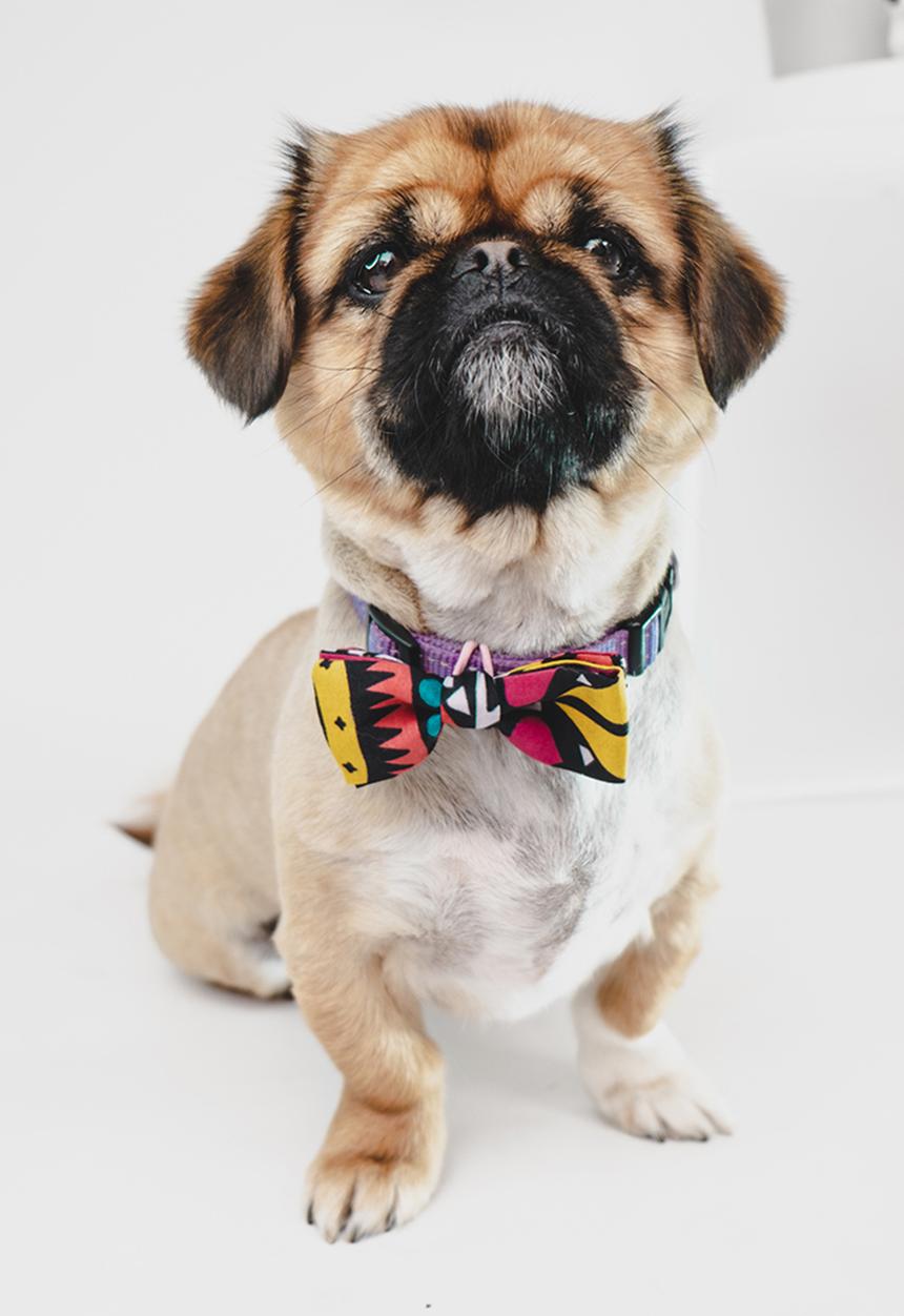 Urban Hound Social - Bow-wow-tie - pink, yellow, black