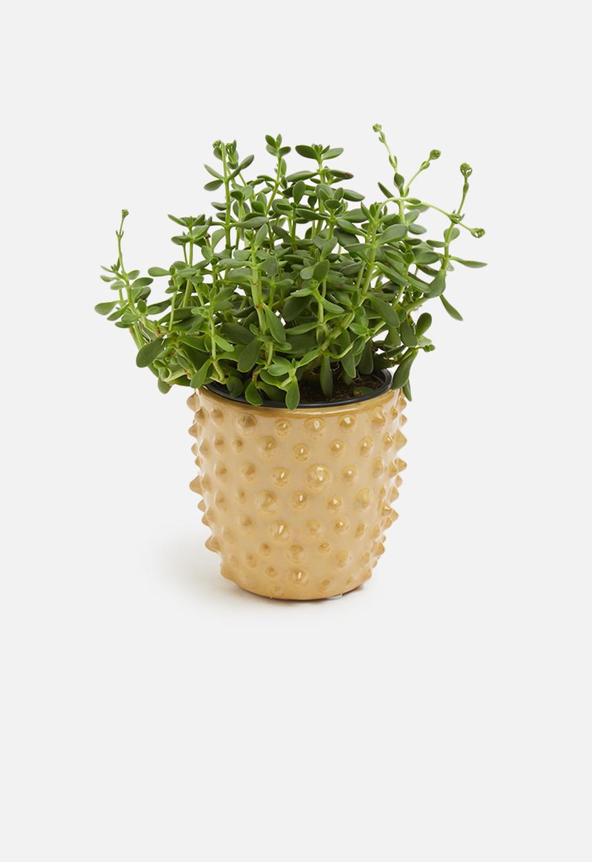 Present Time - Spotted succulent planter - yellow