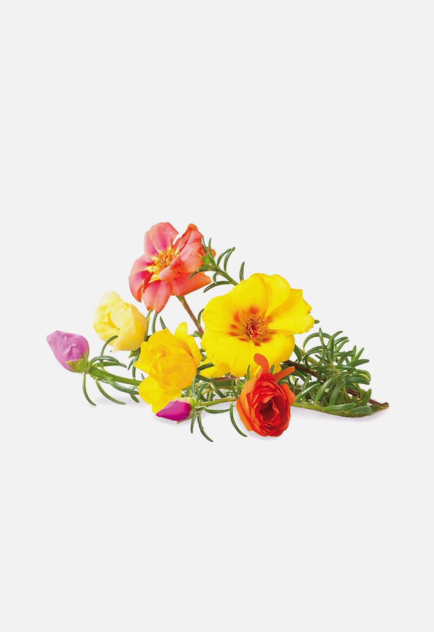 Click and Grow - Moss rose plant pods