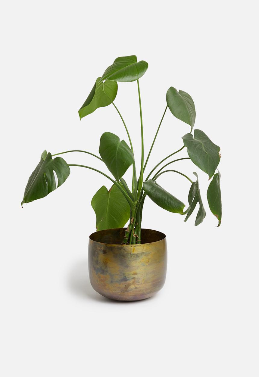 Sixth Floor - Brass flowerpot - bronze 