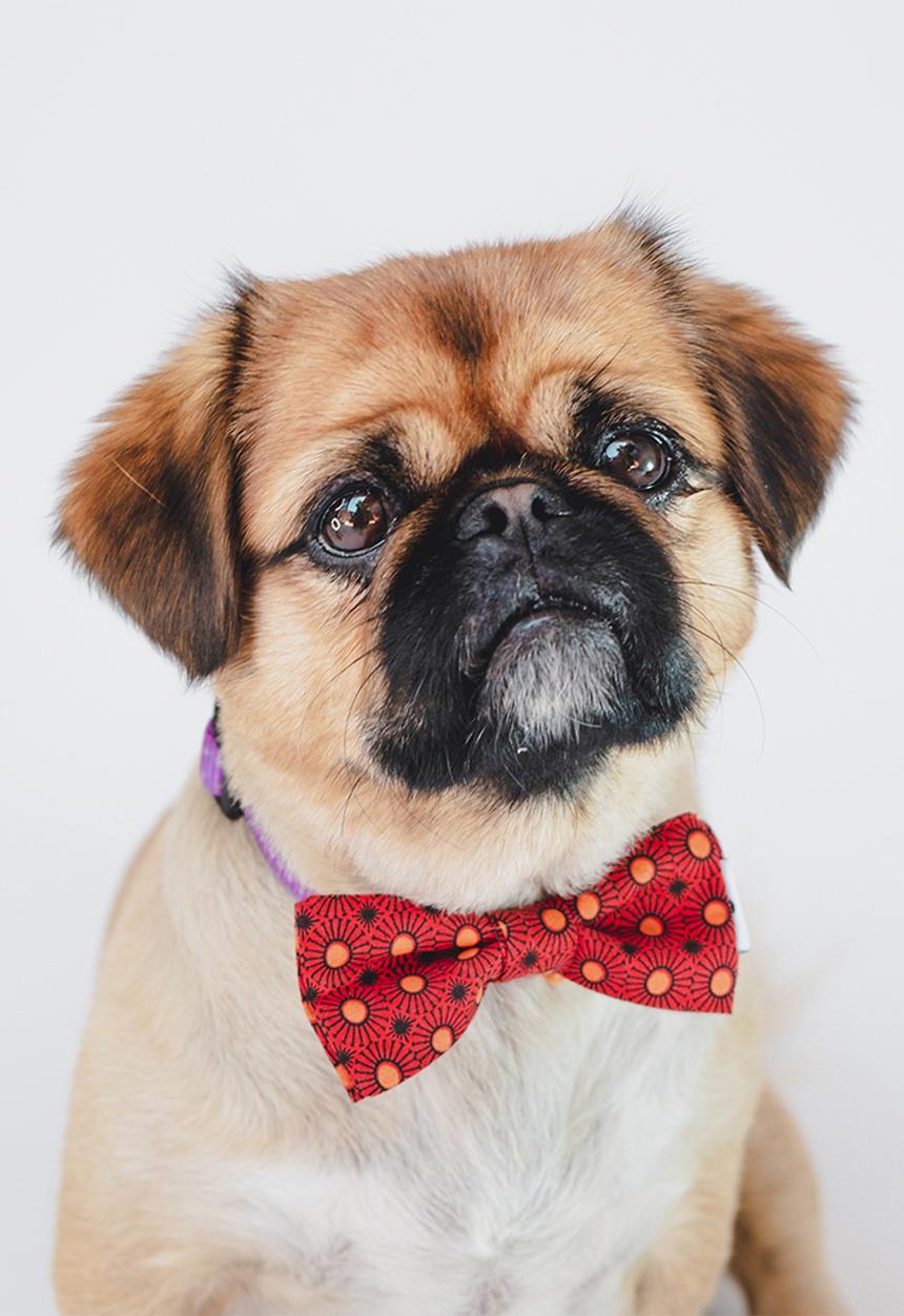 Urban Hound Social - Bow-wow-tie - red shweshwe