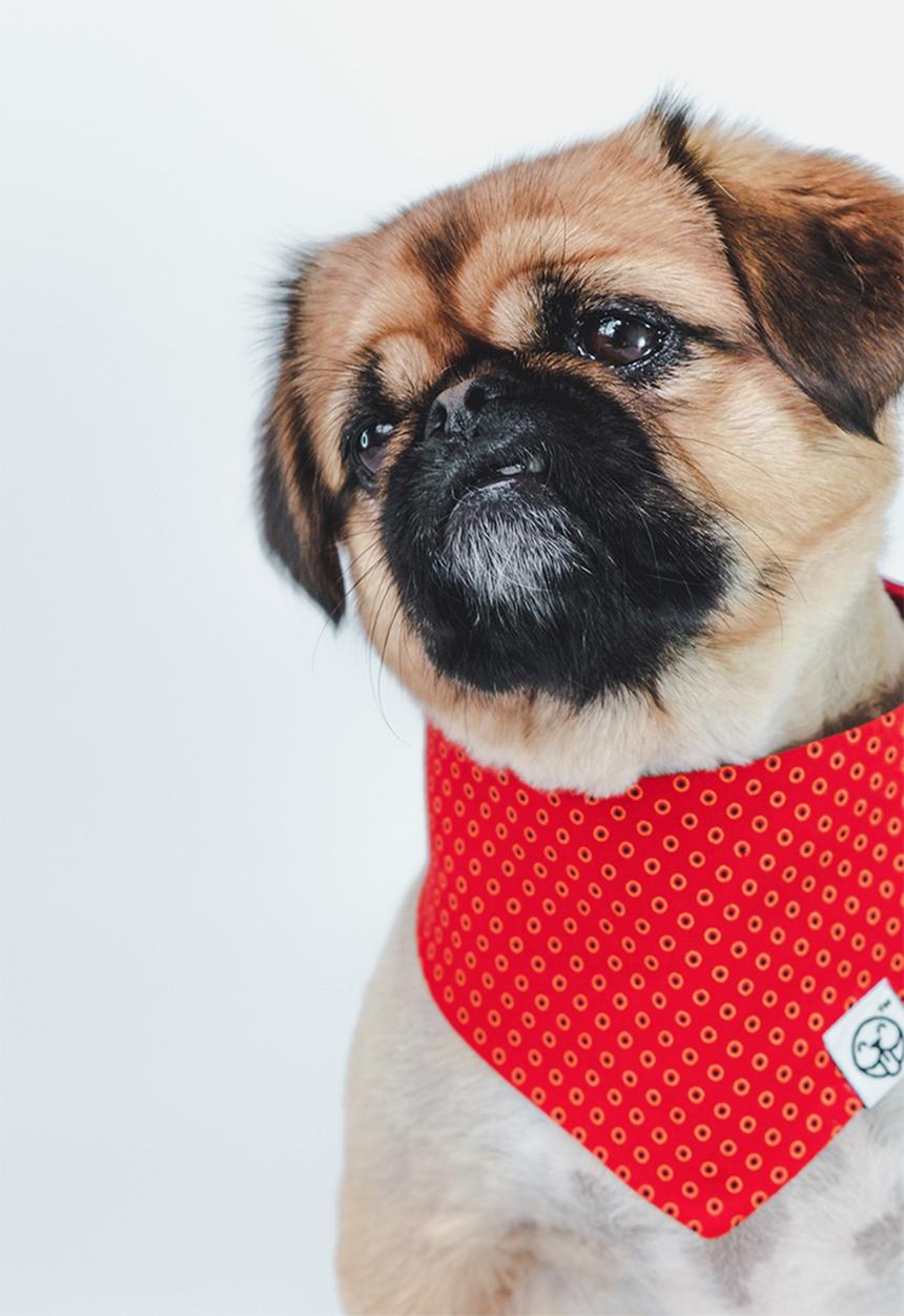 Urban Hound Social - The fundana bandana - red shweshwe