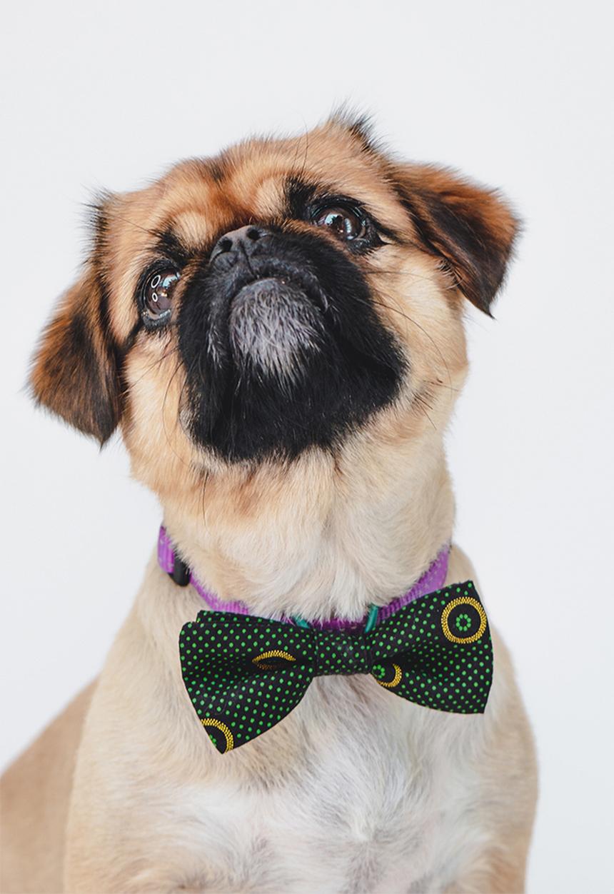 Urban Hound Social - Bow-wow-tie - green shweshwe