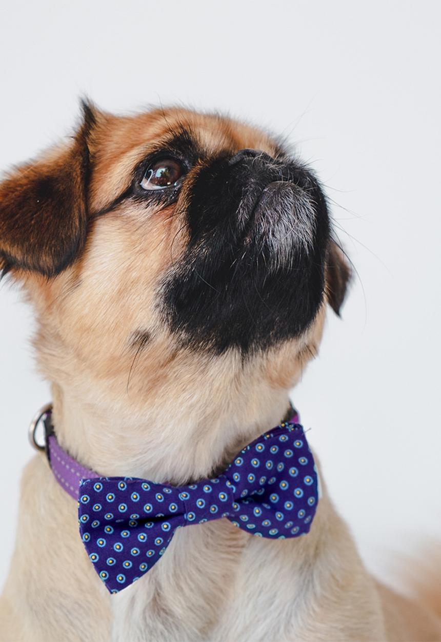 Urban Hound Social - Bow-wow-tie - purple shweshwe