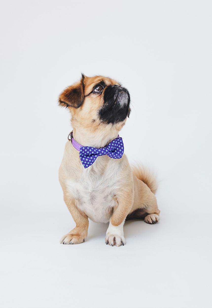 Urban Hound Social - Bow-wow-tie - purple shweshwe