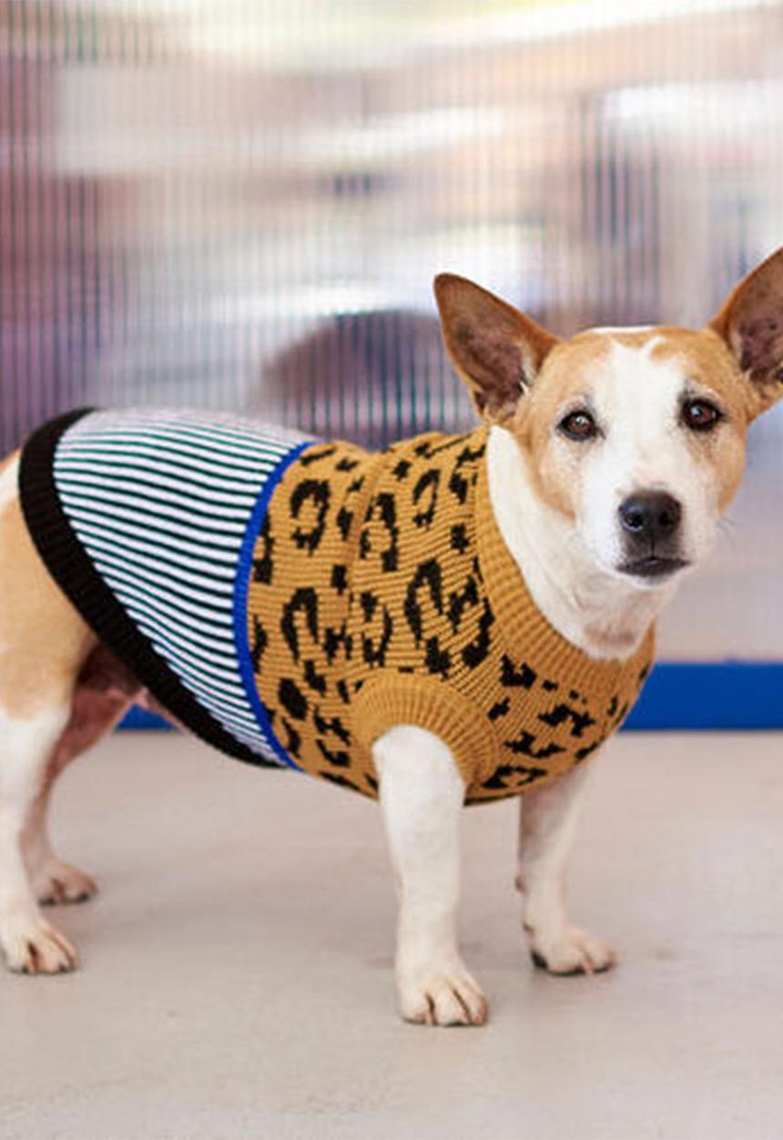 Lucky and Lou - Kennedy dog jersey - multi