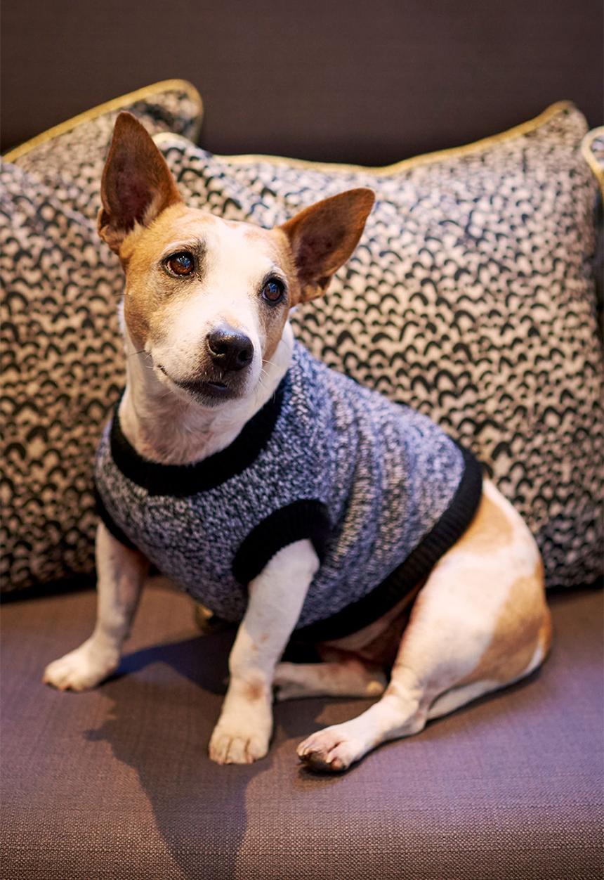 Lucky and Lou - Ziggy knitted dog jersey - grey