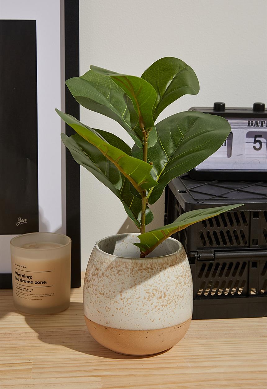Typo - Midi plant - fiddle leaf fig