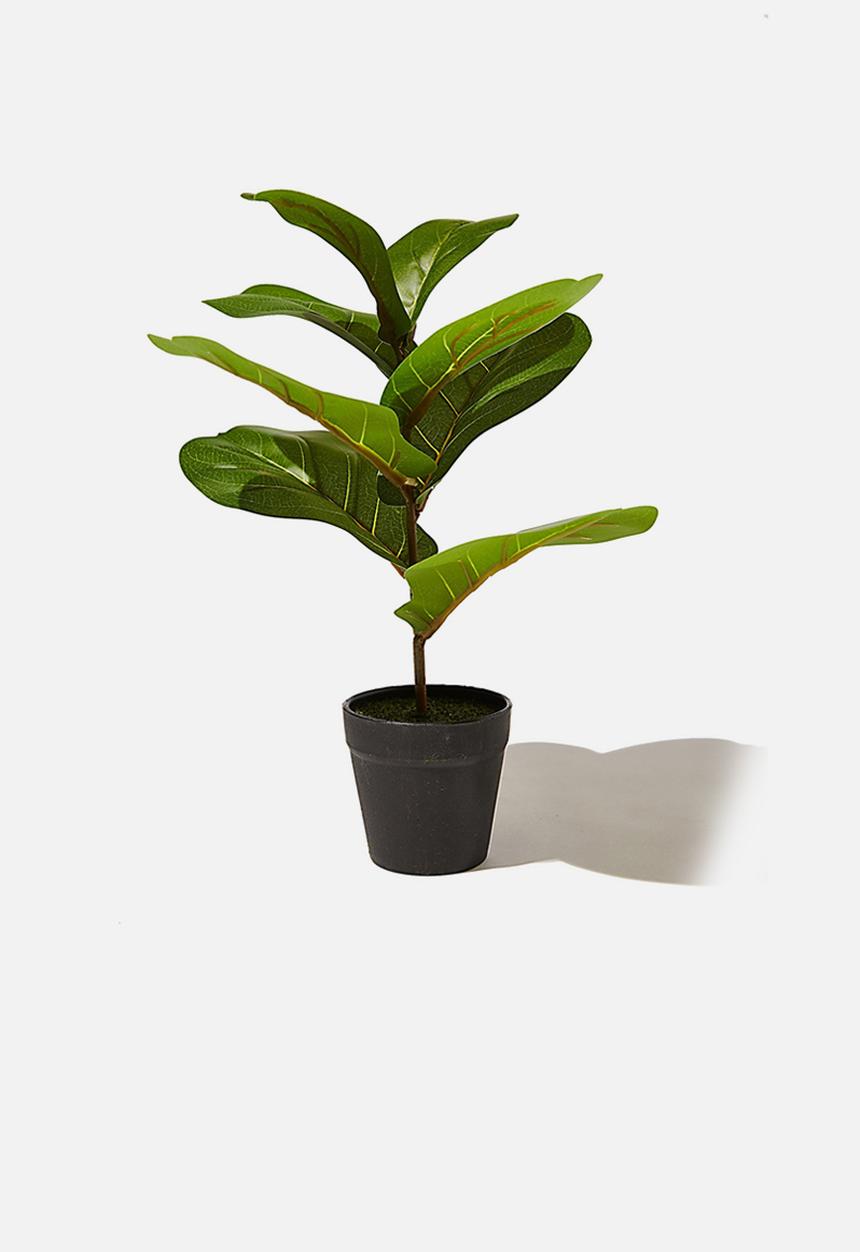 Typo - Midi plant - fiddle leaf fig