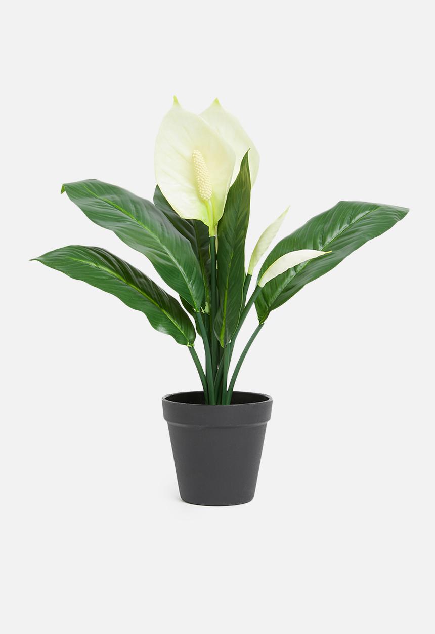 Silk By Design - Spathiphyllum artificial plant - black