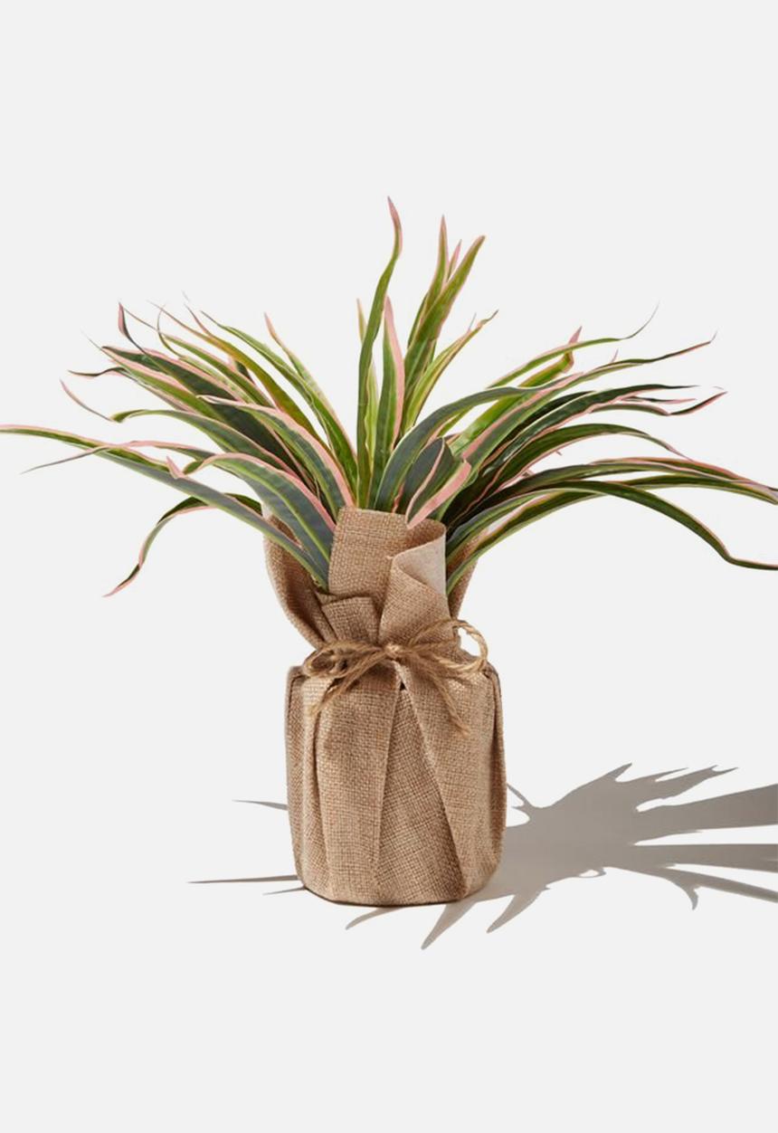Typo - Midi plant - succulent