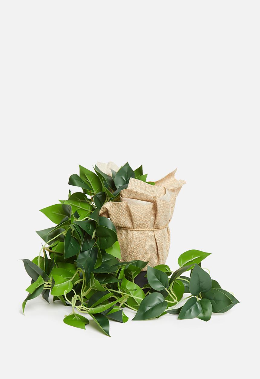 Typo - Midi plant-hanging vine